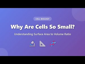 Why Are Cells So Small? Surface Area to Volume Ratio Explained