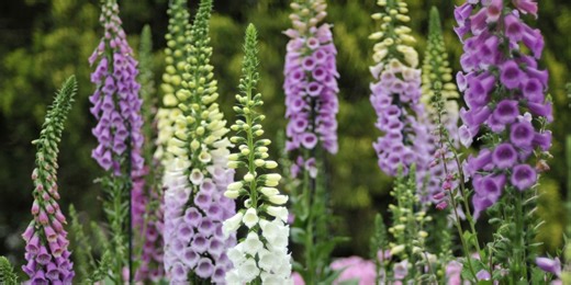 These 14 Common Flowers and Plants Are Beautiful—but Can Also Be Incredibly Toxic