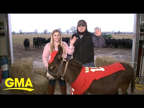 This miniature donkey helps blind animals on a farm in Arkansas l GMA