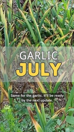 Garlic Update: When to Harvest for Best Storage