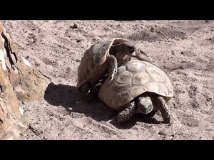 Griechische Landschildkröte Testudo hermanni Hermann´s Tortoise Schildkröte Sex Paarung turtle