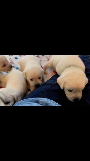 Pearl‘s puppies at 3 1/2 weeks! | Willow Oak Farm White Labs