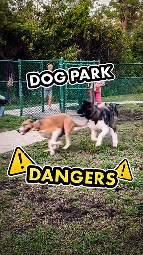 23K views · 536 reactions | Dogs who socialize with other dogs in dog...