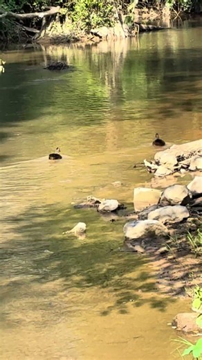 Simple morning walk about in Prattville Al!!!