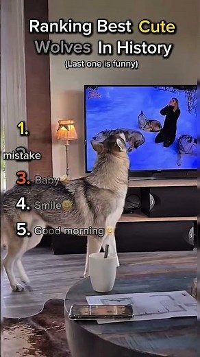 Ranking Best Cute Wolves In History #wolves #funny