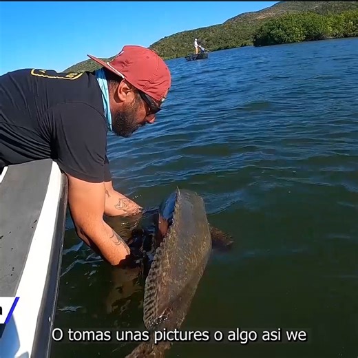 Capi carlos con una captura epica de un mero en estero, si quieres pescar todos estos lugares no olvides contactarnos... Si quieres comprar el equipo de pesca que usamos contactanos aqui: https://bit.ly/49KXG7p | Snook Mafia