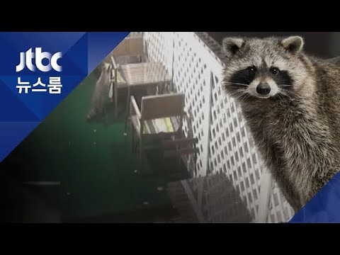 '라쿤' 탈출해 거리로…광견병·생태계 교란 위험