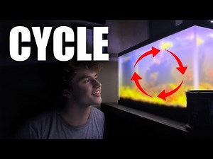 The Ultimate Aquarium Guide Part 2: What is cycling? How to Cycle Freshwater Aquarium