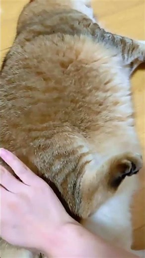 Funny Animals Blowing Up Online For Instant Joy