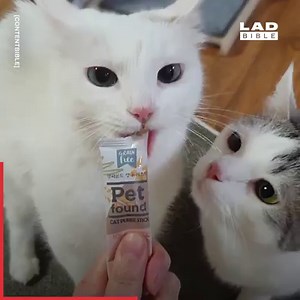 How do cats even manage to get themselves into these situations? 😂🐱 | LADbible