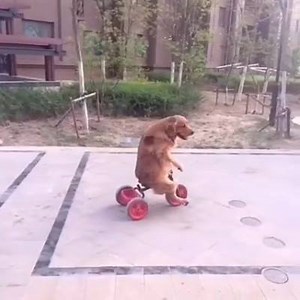 hahahahahaha! i'm crying | Showpo