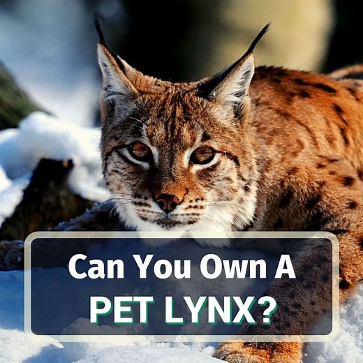 Can You Own A Pet Lynx? Yes, No Or Maybe?