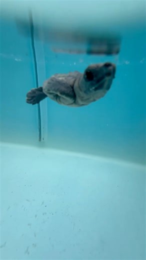 One of Our Cute Little Loggerhead Sea Turtle Hatchlings in Rehab at The Turtle Hospital 🏥🐢 This one happens to be the first sea turtle hatchling patient of the season. ❤️‍🩹 #connectandprotect #compassionoscontagious #rescuerehabrelease #seaturtlerescue #seaturtlelove #loggerheadseaturtle #loggerhead #turtle #turtlehospital #marathonturtlehospital #theturtlehospital #sea #seaturtle #loggerheadturtle #science #nature #ocean #beach #seaturtlehospital #seaturtlerehab #wildlife #floridakeys #STEM 