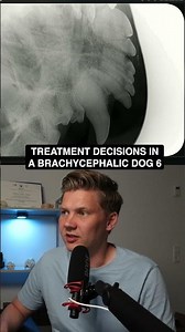Why Rotated Dog Teeth Are So Hard to X Ray #vetdentistry #toothextraction