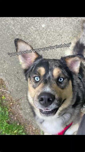 dogs become more than pets. they become family. I wouldn't trade this sweet boy for anything. his past was rough but now he gets all the love in the world 💙