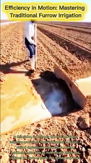 Efficiency in Motion: Mastering Traditional Furrow Irrigation