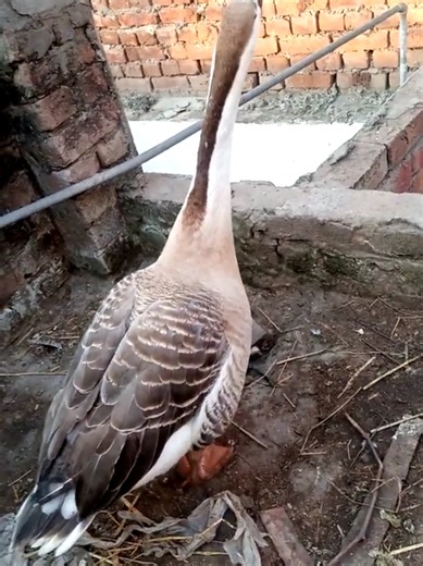 Caring for a Big White Duck at Home