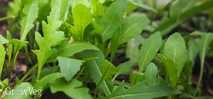 Grow Fruits and Vegetables in the Shade!