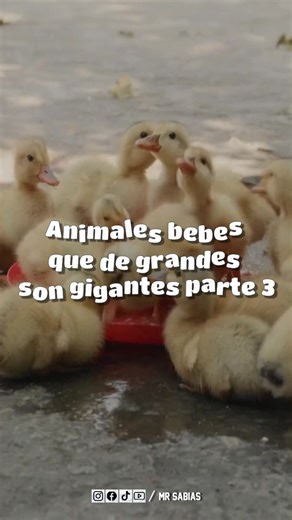 ¿Sabias Que? . . . #sabiasque #curiosidades