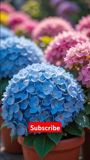 how to grow Hydrangea! annabelle hydrangeas full sun: endless summer hydrangea full sun