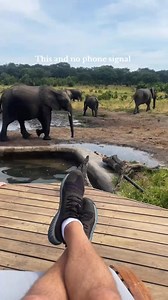 Zimbabwe, where you can truly connect with nature and experience the friendliness of the animals? Yes, it is! In Zimbabwe, especially in places like Hwange, animals are surprisingly calm and often used to human presence. However, it's always important to have professional guides who can explain how to approach wildlife safely and respectfully. This video was filmed in Hwange, Zimbabwe – a place where nature welcomes you. | Discover Zimbabwe