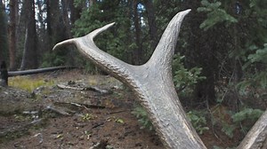 571K views · 4.5K reactions | Jeff Danker with a public land Colorado Elk!! | Buckventures | Facebook