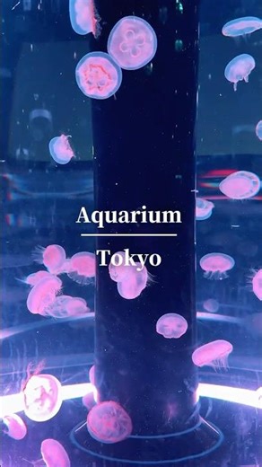 東京の穴場水族館🐬 #shorts