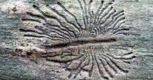 Gaten en gangen in bomen (schorskevers, boktorren en meer) - Diersporengids.nl