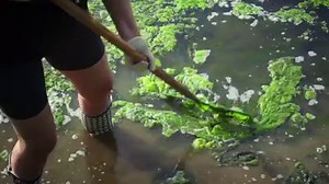 794K views · 239 shares | And now…an algae biofuels story from ExxonMobil. #TinyOrganism #algae | ExxonMobil | Facebook