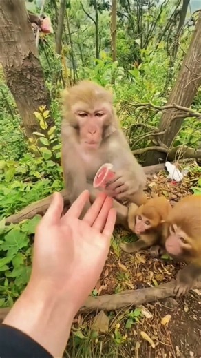 Cette maman singe a ému des millions de personnes… 🥺🐒 #animaux #combat #animals #leçondevie