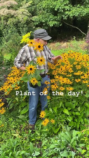 1.1K views · 128 reactions | Plant of the day Rudbeckia Goldstrum “Black Eyed Susan” flowers from mid summer until October. Tough and thrives with little care. Planting time is from now,available in webshop https://pergolanurseries.ecwid.com ALL IRELAND DELIVERY  WEBSHOP https://pergolanurseries.ecwid.com Pergola Nurseries Garden Corner, Virginia,Co Cavan A gardeners oasis of quality plants Open Tuesday to Saturday 10.30-6 Open Sundays 2-6 | Pergola Nurseries Garden Corner | Facebook
