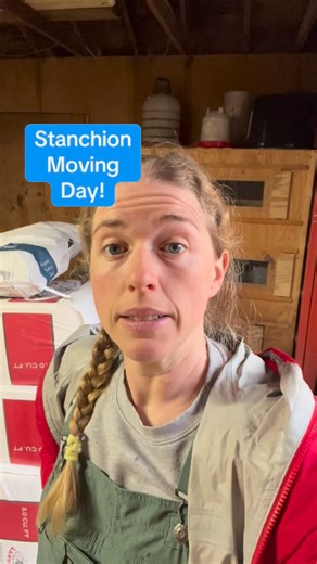 4 comments | It was a BIG day at the farm! After months of planning, concrete poured, and my wonderful husband working nonstop to enclose the barn... we are now milking inside! Looking forward to doing a little tour as soon we can tidy up a bit. Today’s primary goal was to move the stanchion as early in the day as possible so Cricket could investigate it before PM milking. #dairycows #minicow #minicows #homestead #homesteading | Brain Wiggle | Facebook