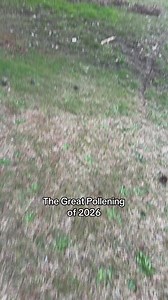 Seasonal Allergy Sufferers: A Prayer for Pollen Season