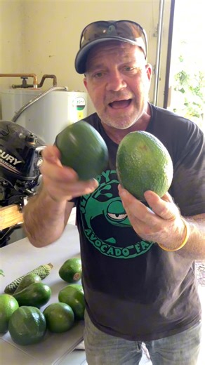 Nine different varieties of avocado | Tom Siddons