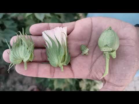 life cycle of cotton plant | how cotton is produced | from plant to cotton | how to grow cotton