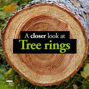 Tree rings, also known as growth rings, provide valuable insights...