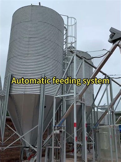 🚜 Auto Feeding System | Custom-Made for Pig Farms!