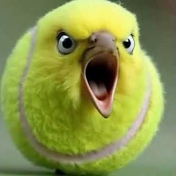 Tennis Ball Bird #bird #memes #birds #brainrot