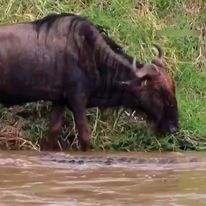 418K views · 3.9K reactions | 15 Times Wild Crocodile Attacks Caught On Camera FULL. | Colombia Paradise | Facebook