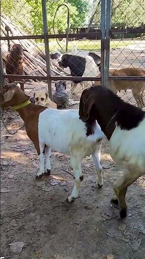 The backup boys are starting to go into battle 3562