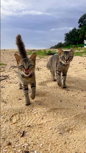 Kittens meowing 💐🐈 | Cat sound | Cat voice | Cat | Cat videos | Cats | Cats lover | Cats for life