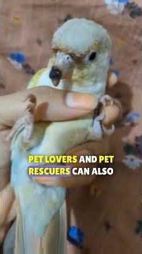 Help My Friend!" Sun Conure's Cute Plea for Small Conure. watch till end