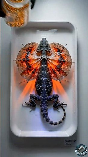 5,000 Solar-Amber Beetles vs Frilled Lizard