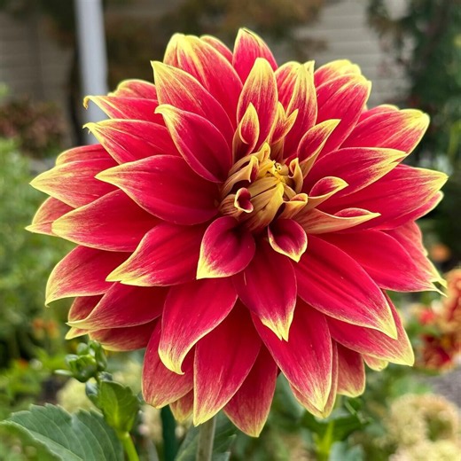 Dahlia vs zinnia flowers: What’s the difference?
