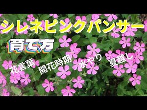 How to grow Silene Pink Panther #flowerlanguage #Sirene Pink Panther #flowers