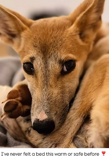 Yindi's Transformation: A Dingo's Rescue Story