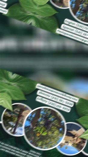 🌳 Two Brothers Tree Services LLC 🌳 Professional, reliable, and safe tree services you can trust. ✔️ Tree trimming & pruning ✔️ Tree removal (including hazardous trees) ✔️ Chipping services ✔️ Lot & land clearing ✔️ Residential & commercial services 📍 Serving up to 55 miles around Yuba City, CA 📞 Call or text: 530-709-9929 Two brothers committed to quality work, fair prices, and customer satisfaction. Free estimates available! | Two Brothers Tree Services LLC