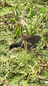 A Common Gallinule is Speaking!