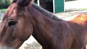 Red, update. Tough mule. Smart mule. Still working. To vet him, we had to lay him down (usually changes them for the better). He went down easy but came up like a jack-in-the-box with the unwrapping of the compression bandages. From the beginning, he had a resentment (to put it mildly) of ropes, halters, things in your hands. Unfortunately, in order to vet him we had to use ropes and hobbles to manage him. Three legs hobbled and he still was able to get up and kick intentionally. This was weeks 