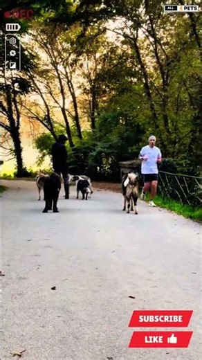 Obedience Level 100 – Well-Trained Dogs! 🎯